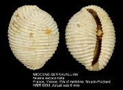 MIOCENE-SERRAVALLIAN Niveria excoccinella